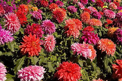 《真女神转生5》恶魔介绍：希腊命运三姐妹之一可罗索